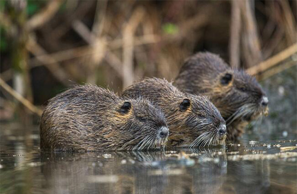 Die Nutria kam 2023 in über einem Drittel (35 Prozent) der teilnehmenden Jagdreviere vor, eine Verdopplung gegenüber 2015. (Quelle: Mross/DJV)