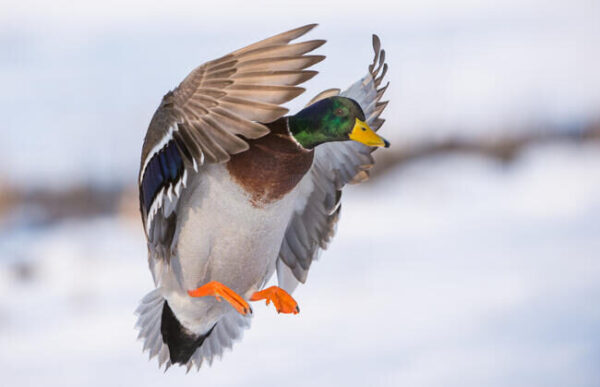 Mit einer neuen Funktion sammelt die Tierfund-Kataster-App Daten über Stockenten. (Quelle: Rolfes/DJV)