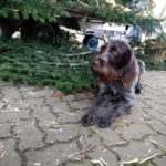 Ein zusätzlich anwesender Jagdhund hatte alles ruhig im Blick…